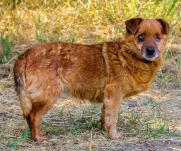 Moritz, freundl. kleiner Rüde