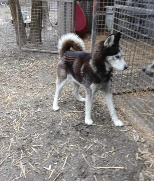 Balto, er möchte nur Liebe
