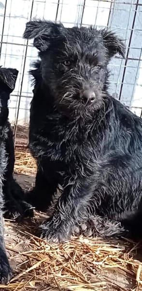 Abu, sucht eine Familie mit Herz