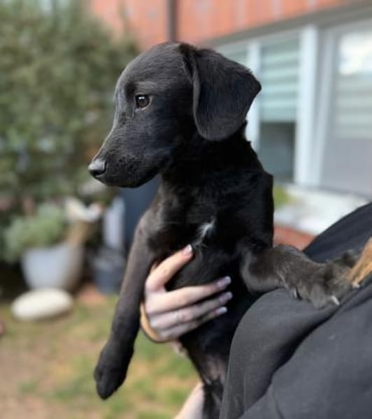 Darcy sucht sein für immer Zuhause