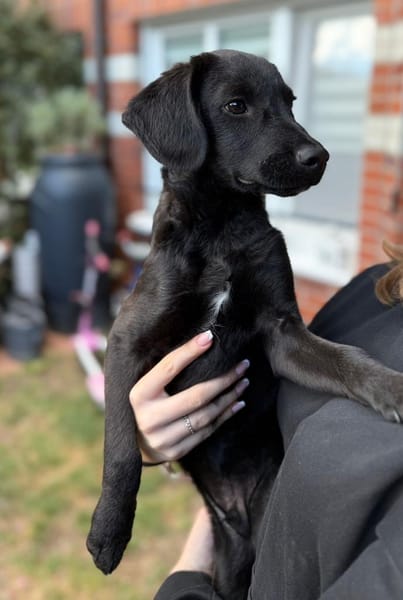 Darcy sucht sein für immer Zuhause