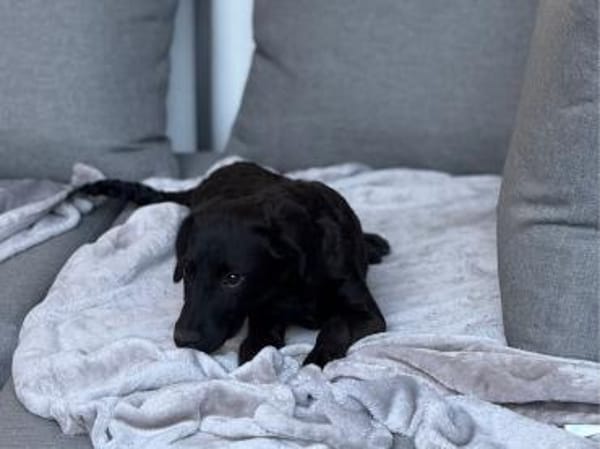 Darcy sucht sein für immer Zuhause