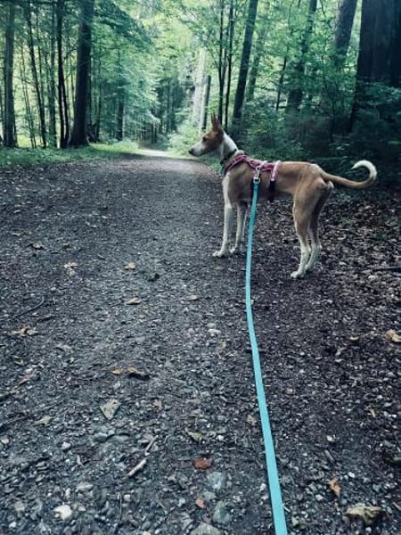 Frodo - ein toller Kerl !