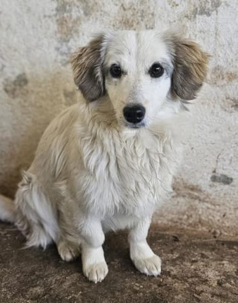 Cayla, geb. ca 05/2024, 53881 Euskirchen