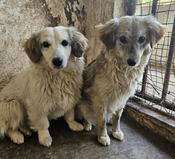Cayla, geb. ca 05/2024, 53881 Euskirchen