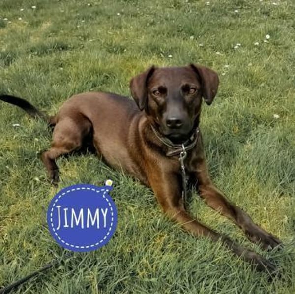 Jimmy braucht ein neues Zuhause