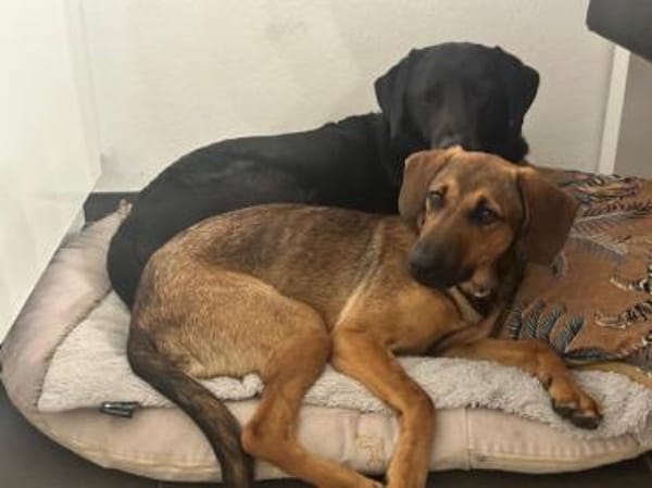 Kayo -zur Pflege in 23701 Bockholt-
