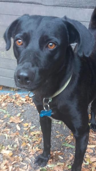 Traumhund Nero sucht seine Menschen
