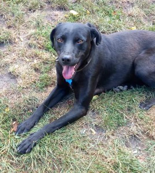 Traumhund Nero sucht seine Menschen