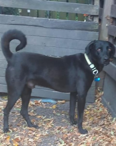 Traumhund Nero sucht seine Menschen