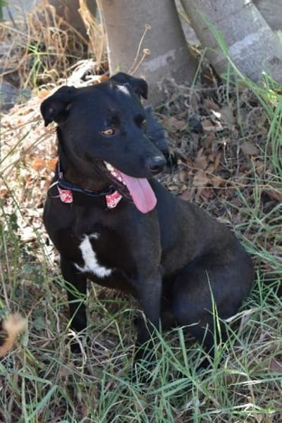 Traumhund Nero sucht seine Menschen