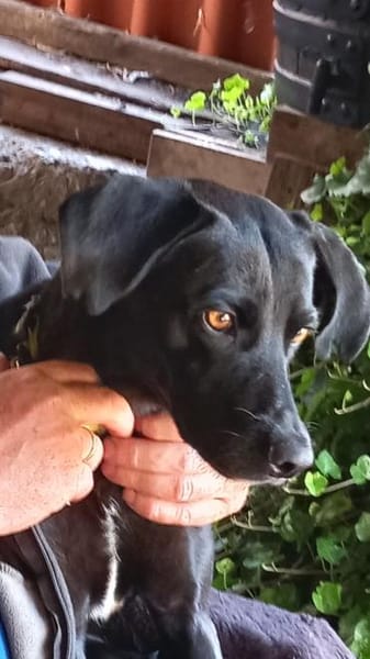 Traumhund Nero sucht seine Menschen
