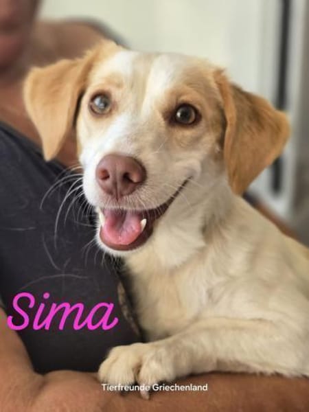 Sima