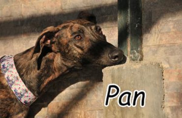 Pan möchte in Ihr 💖