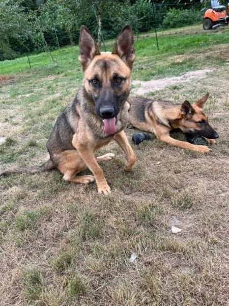 Ivo-BR  Kluger, aktiver Malinois-Rüde