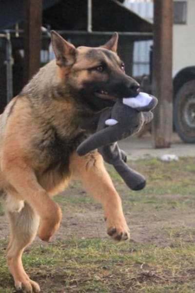 Ivo-BR  Kluger, aktiver Malinois-Rüde