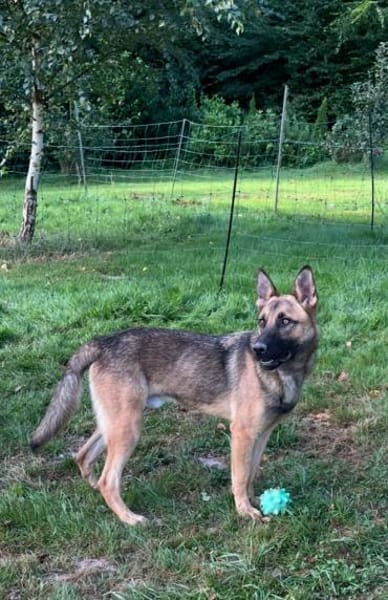 Ivo-BR  Kluger, aktiver Malinois-Rüde
