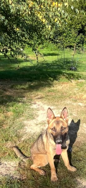 Ivo-BR  Kluger, aktiver Malinois-Rüde