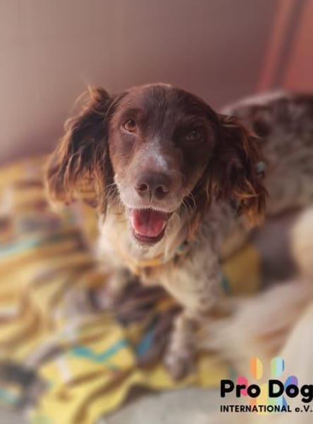 Jasper auf Pflegestelle