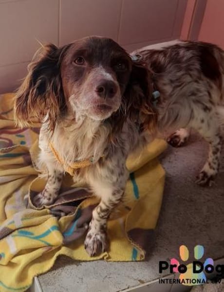 Jasper auf Pflegestelle