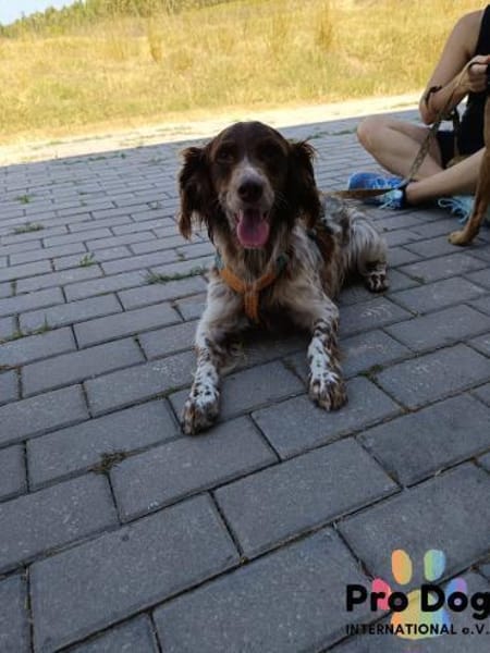 Jasper auf Pflegestelle