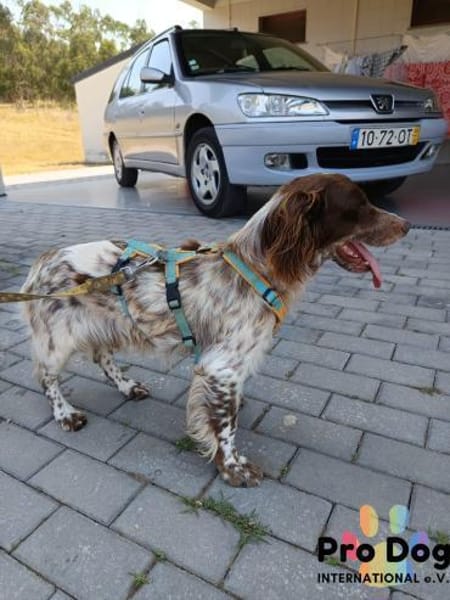 Jasper auf Pflegestelle