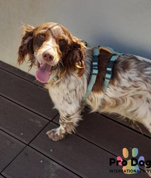 Jasper auf Pflegestelle
