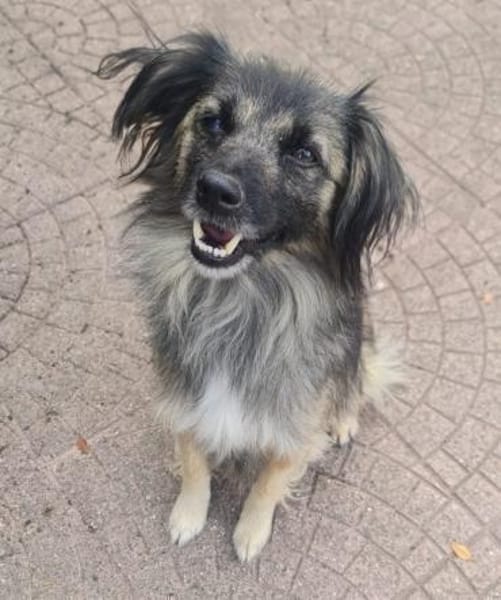 PELOSO 💙 liebenswerte Menschen gesucht