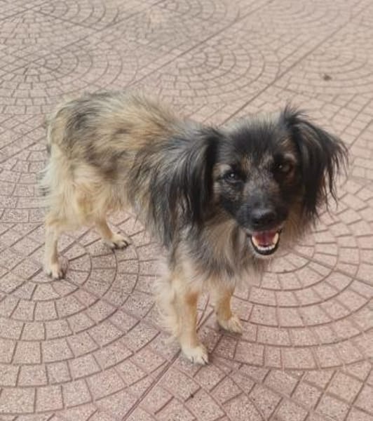 PELOSO 💙 liebenswerte Menschen gesucht