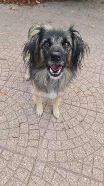 PELOSO 💙 liebenswerte Menschen gesucht