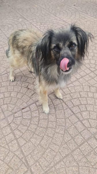 PELOSO 💙 liebenswerte Menschen gesucht