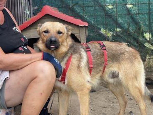 Lidl - ein wahrer Freund u. Familienhund