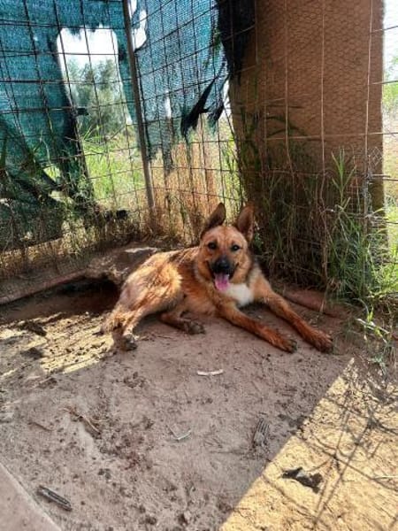 Lidl - ein wahrer Freund u. Familienhund