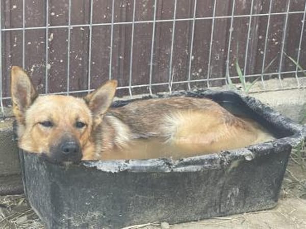 Lidl - ein wahrer Freund u. Familienhund