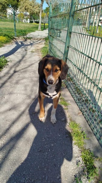 Liebenswerter Leo