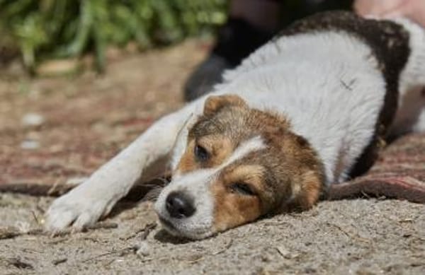 Irmgard❤sucht Körbchen fürs Leben