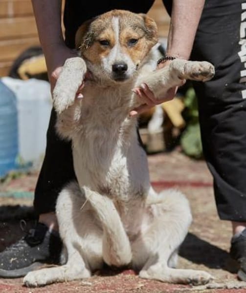 Irmgard❤sucht Körbchen fürs Leben