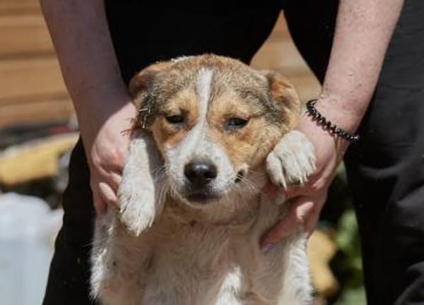 Irmgard❤sucht Körbchen fürs Leben