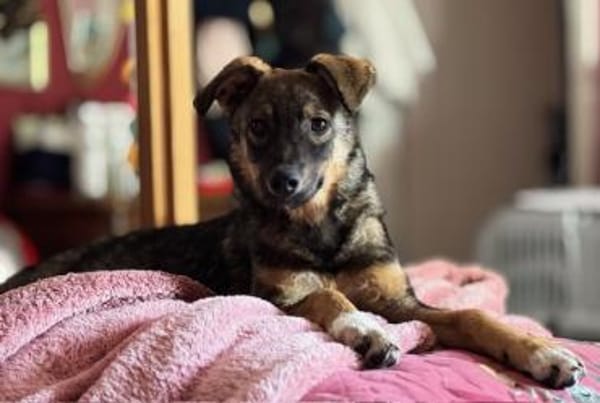Hundekind Finya