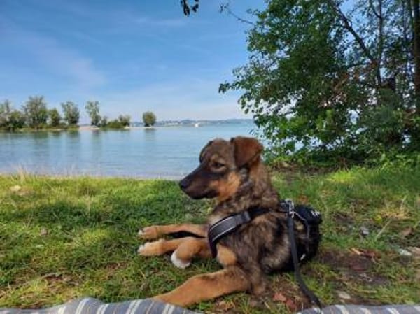 Hundekind Finya