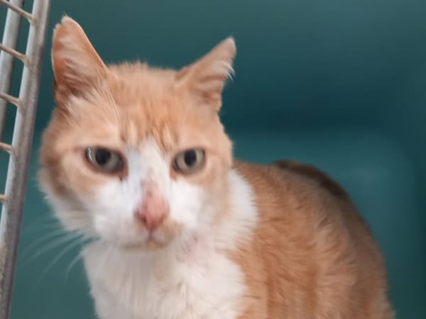 whiskas