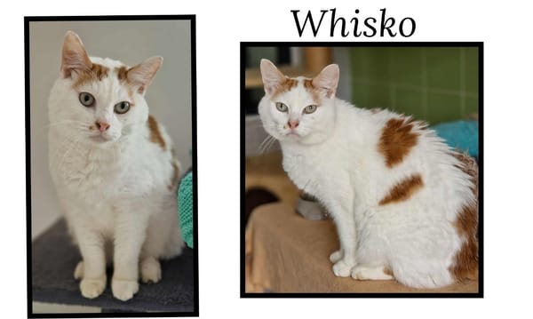WHISKO(Réservé)
