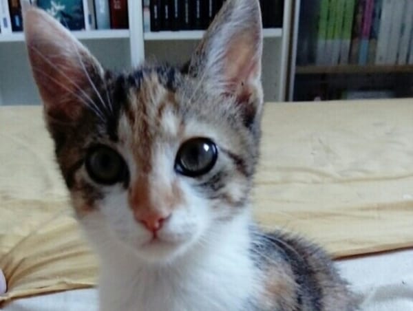 DORA