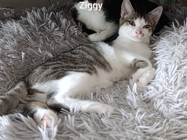 ZIGGY