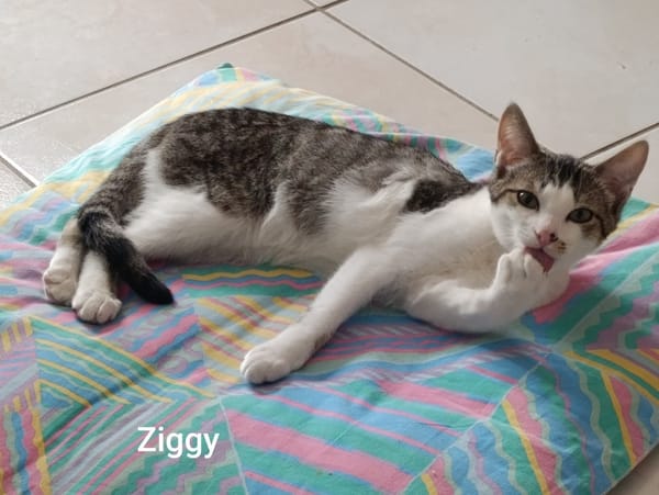 ZIGGY