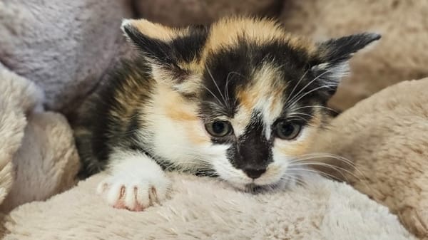 CAT'CHETTE