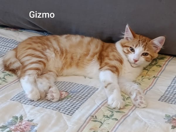 GIZMO