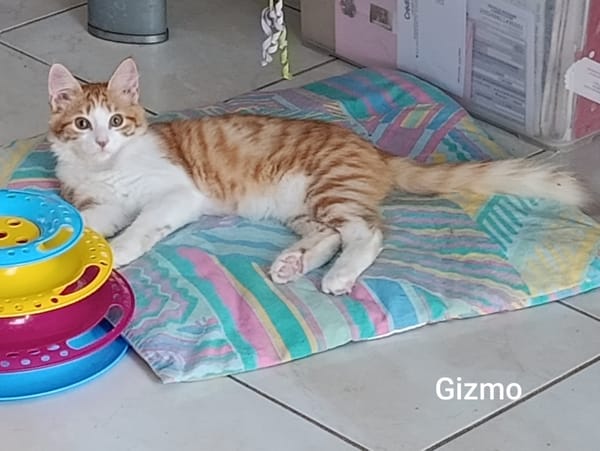GIZMO