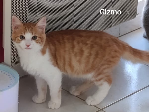 GIZMO