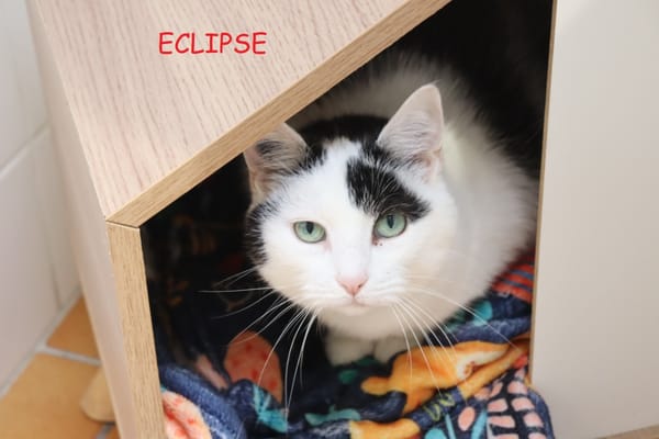 Eclipse